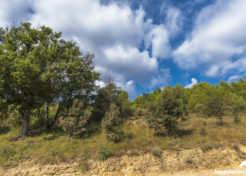Vente terrain constructible à vendre Esparron de Verdon 04800 Agence Immobilière Esparron de Verdon 04800 - Happyssimmo Haut-Var Esparron de Verdon 04800 - Agences Immobilières Régusse